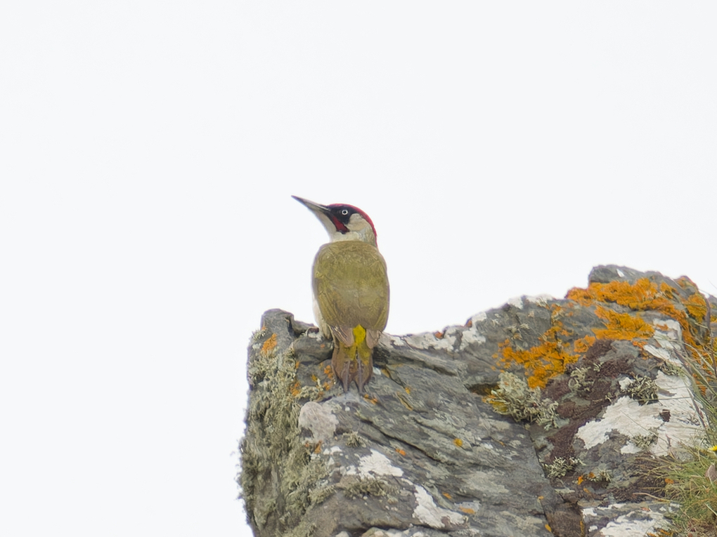 Green Woodpecker